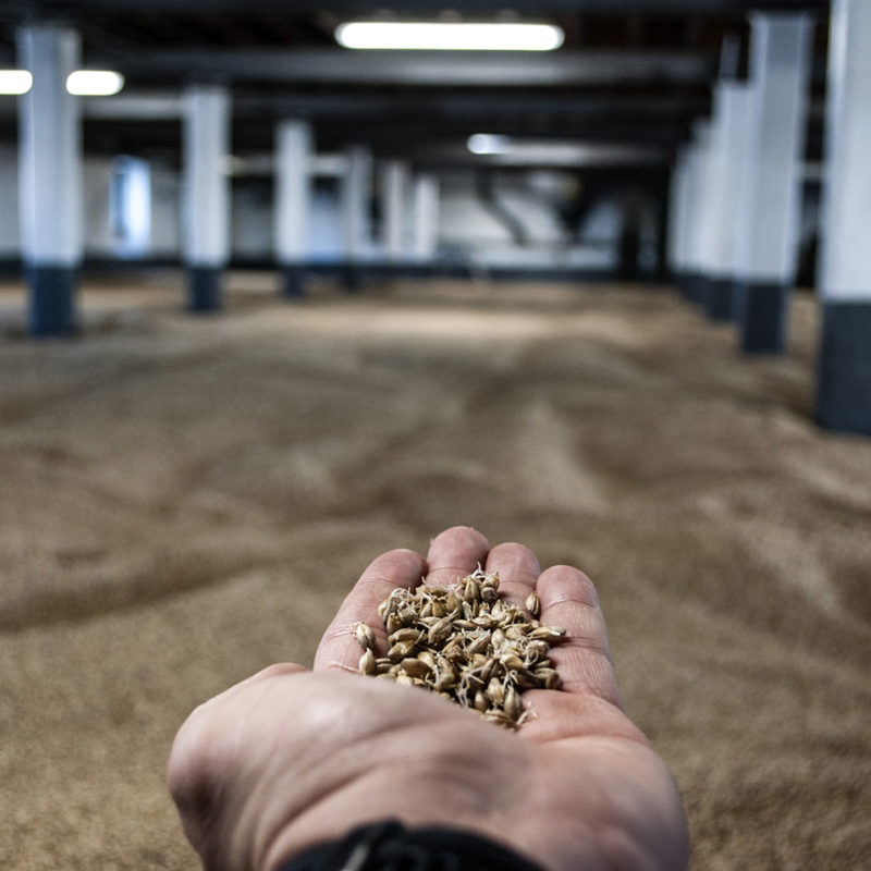 Barley For Single Malt Whisky Cask Investment